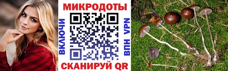 дарнет шоп Ессентуки Псилоцибиновые грибы Psilocybine cubensis